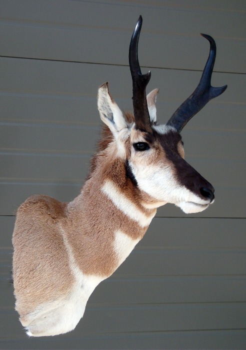 Idaho Taxidermy Antelope