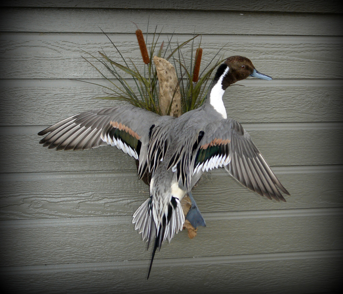 Pintail Duck Flying, Mount