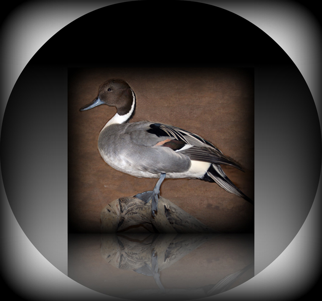 Pintail Duck, Standing Mount