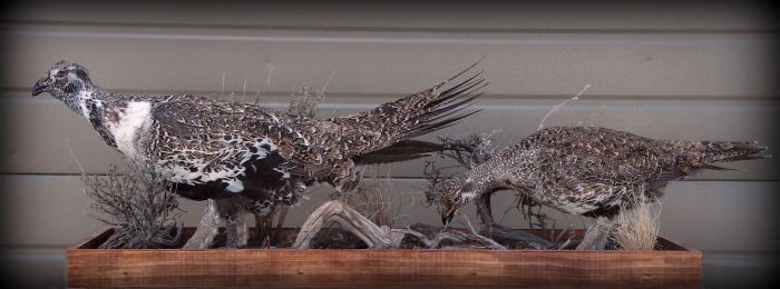 Sage grouse pair, taxidermy mount