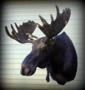 Shoulder_mount_moose_in_velvet_taxidermy | Wild Touch Taxidermy