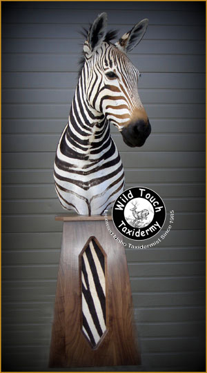 Zebra Big Game - Wild Touch Taxidermy 3875 E Ustick Rd Meridian, ID 83646