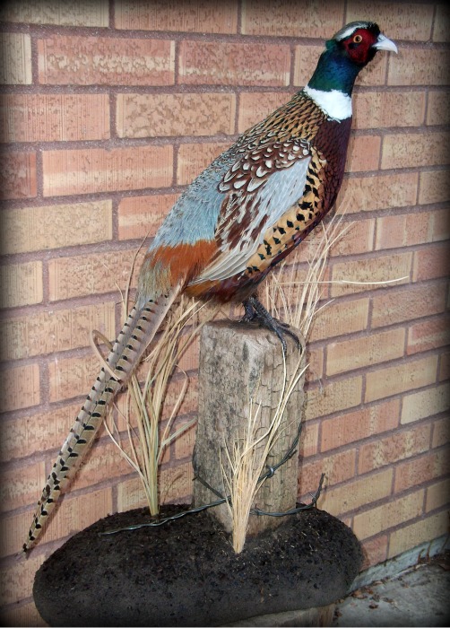 pheasant_standing_fence_post_barbed_wire