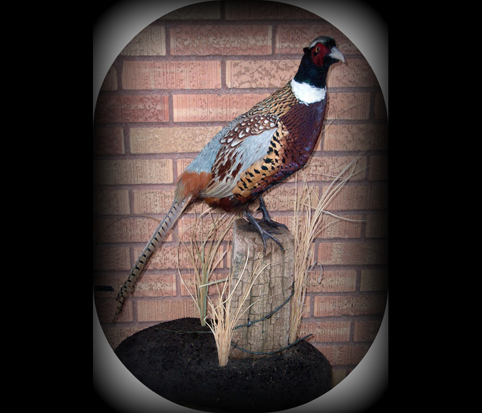 Pheasant_standing_on_fence_post