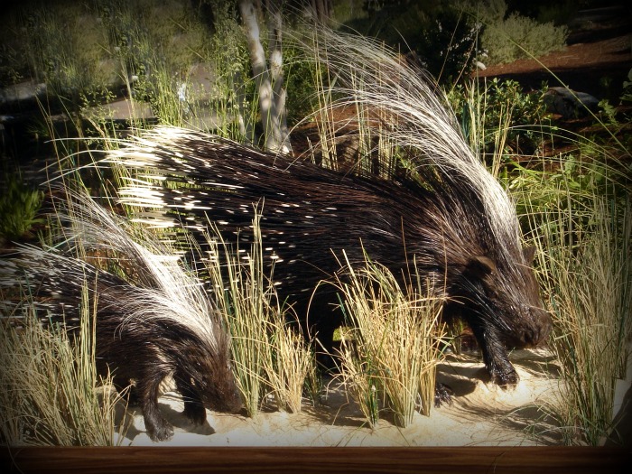 African Crested Porcupine, Life Size Mount Taxidermy